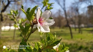 ФОТО и ВИДЕО на Xiaomi Redmi Note 7 ► ШОК [upl. by Stier]