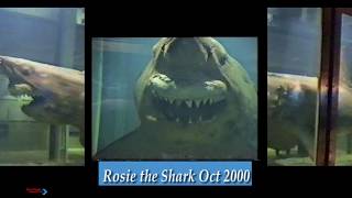 Rosie the Shark  October 2000 [upl. by Fredia]