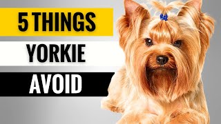 5 Things You Must Never Do to Your Yorkshire Terrier [upl. by Rehpinej]