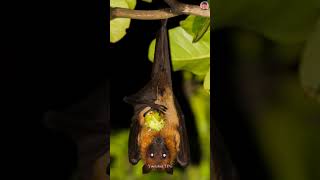 Why do bats hang upside down ❓ [upl. by Avevoneg]