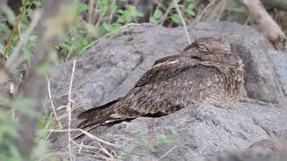 Camouflage in Nightjar  The Savanna Nightjar Caprimulgus affinis in Day period  Camouflage [upl. by Aer]