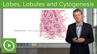 Lobes Lobules and Cytogenesis – Histology  Lecturio [upl. by Noxin788]