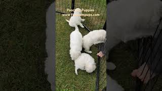 Poochon Puppies puppy bestfriend cute [upl. by Schnur]