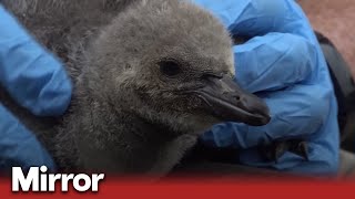 Baby penguin born in Peak Wildlife Park in Staffordshire [upl. by Naegem]