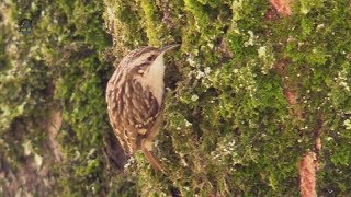 GRIMPEREAU des JardinsCris et Chant  BRUITX [upl. by Natal394]