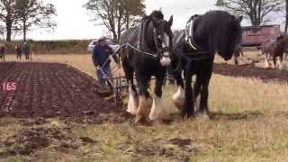 Ploughing with horses  Scottish Ploughing Championships 2014 [upl. by Eisteb]