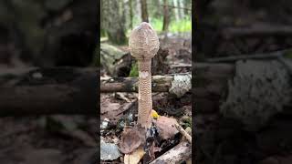 pilzesammeln parasol fungi schwammerl wald pilze wildfood riesenschirmling macrolepiota [upl. by Ahsinelg596]