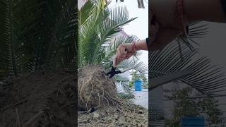 साइकस पौधे की रिपोटिंग कैसे करें 👍 gardening status 🏡 trending reels ytviralshortsmini nidhivan❤️ [upl. by Sneve]