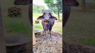 Ek Kasna badam layo Re cowshort funny [upl. by Kaine]