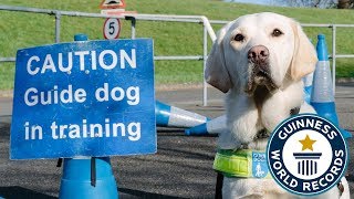 How to train a guide dog  Guinness World Records [upl. by Tomasina]