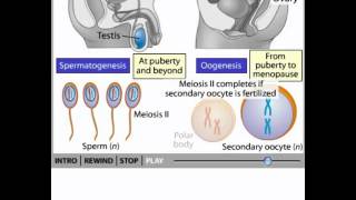 Gametogenesis animation [upl. by Barnett]