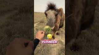 🐪 Deve Acılı Kaktüs Yedi 🌵🌶️😰 [upl. by Tnairb]