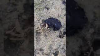 A marine flatworm with its crab prey at low tide Video credit to Kurt Cabahug [upl. by Reynolds756]