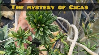 The Mystery of Dorstenia Gigas [upl. by Hanan]