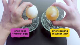 Diffusion amp Osmosis  Grade 8 [upl. by Rainwater]