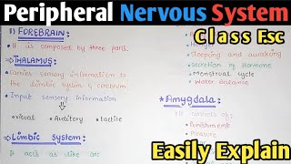 Peripheral Nervous System  PNS  Class 12 Biology [upl. by Fabi]