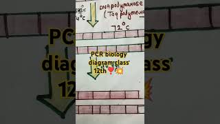 PCR polymerase chain reaction biology diagram class 12th bio pcr imp structure 🤗🤗🎯🎯👍👍👍 [upl. by Lichtenfeld]