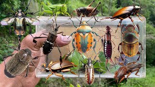 Hunting beetles‼️catch golden beetle longhorn beetle stag beetle mole cricket insect earwig bug [upl. by Rich200]