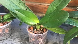 Como replantar uma orquídea phalaenopsis de uma maneira simples e segura [upl. by Marie578]