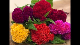 COCKSCOMB CELOSIA FLOWER PLANT CARE AND SEED COLLECTION [upl. by Hound]