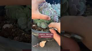 Remove old leaves helps your succulents healthier 多肉植物 다육이들  Suculentas shorts [upl. by Teiluj73]