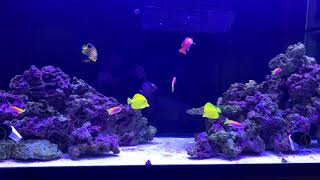 Finally got all the Bimaculatus Anthias in [upl. by Otreblasiul]