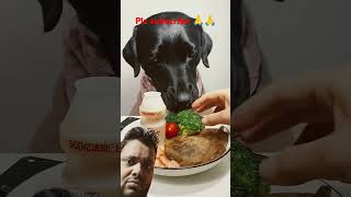 dog eatingshow eating labrador cutepetdebutplan eatingsounds mukbang utubeshorts viralshort [upl. by Rolecnahc]