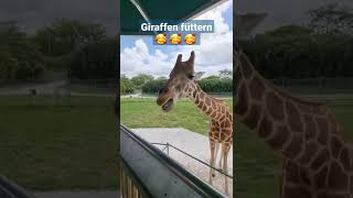 Giraffen füttern 🥰 [upl. by Aerdma]