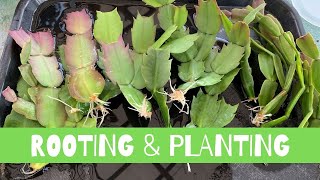 Rooting and Planting Schlumbergera Cactus  Thanksgiving Christmas Cactus [upl. by Adnof]