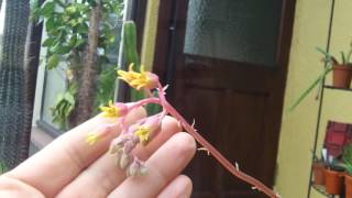 My Echeveria agavoides Succulent Plant in Flower [upl. by Dodson]