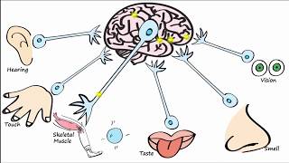 Electrophysiology Part 1  The Resting Membrane Potential RMP amp Action Potentials [upl. by Nnylarac]