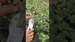 Pruning plant trending natureplants viralshorts youtubeshort pruning prune dahlia [upl. by Aillij]