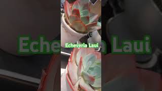 Echeveria Laui plants shortsvideoshort short [upl. by Rayham]