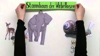 Wirbellose Tiere  Biologie  Biologie der Tiere Mittelstufe [upl. by Odnanref10]