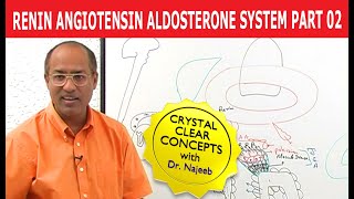 Renin Angiotensin Aldosterone System  RAAS Part 2👨‍⚕️ [upl. by Littman375]