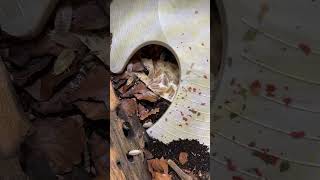 Armadillo wood lice feeding and then their babies by the hundreds woodlice insects bug nature [upl. by Ilatan]