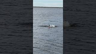 A BULL SHARK in Lake Okeechobee [upl. by Lyram]