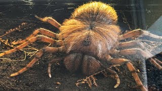 5 Shocking Giant Prehistoric Spiders [upl. by Marcelia]