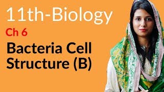 11th Class Biology Ch 6  Cell Envelope Bacterial  FSc Biology Part 1 [upl. by Most]