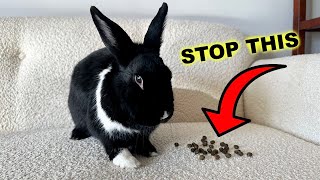 How do I stop my bunny from pooping EVERYWHERE [upl. by Roseann]