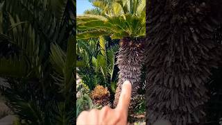 You WONT BELIEVE The Centuries Old CYCADS I Found [upl. by Eelano]