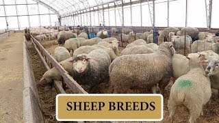 Breeds Used for My Commercial Sheep Farm FEB FAQS Vlog 122 [upl. by Tifanie]