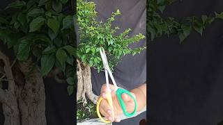 Pruning  wiring Bonsai Gulgum bonsai art bonsaiart Alhamdulillaah [upl. by Jorey]