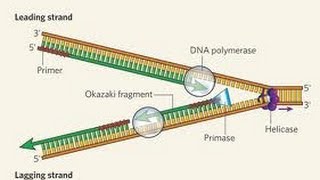 DNA Repair evolved [upl. by Guyon]