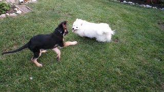 American Eskimo Dog versus German Shepherd Dog [upl. by Lian]