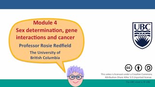 4G  Gene interactions in biochemical pathways  I part 3 [upl. by Mensch]