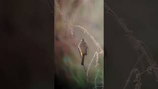 Yellow vented Bulbul subscribe birds nature shortsfeed shorts cambodia wildlife [upl. by Dazraf]