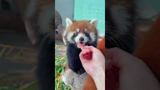 WOW adorable red panda🍼🍼🍼 amsr foryou ailurusfulgens redpanda fpy zoo cute [upl. by Ataymik797]