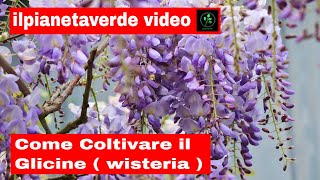 Come Coltivare il Glicine  Wisteria [upl. by Cristoforo269]