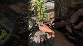 Using simple ideas grafting dendrobium nobile plants short plants [upl. by Pacifa]